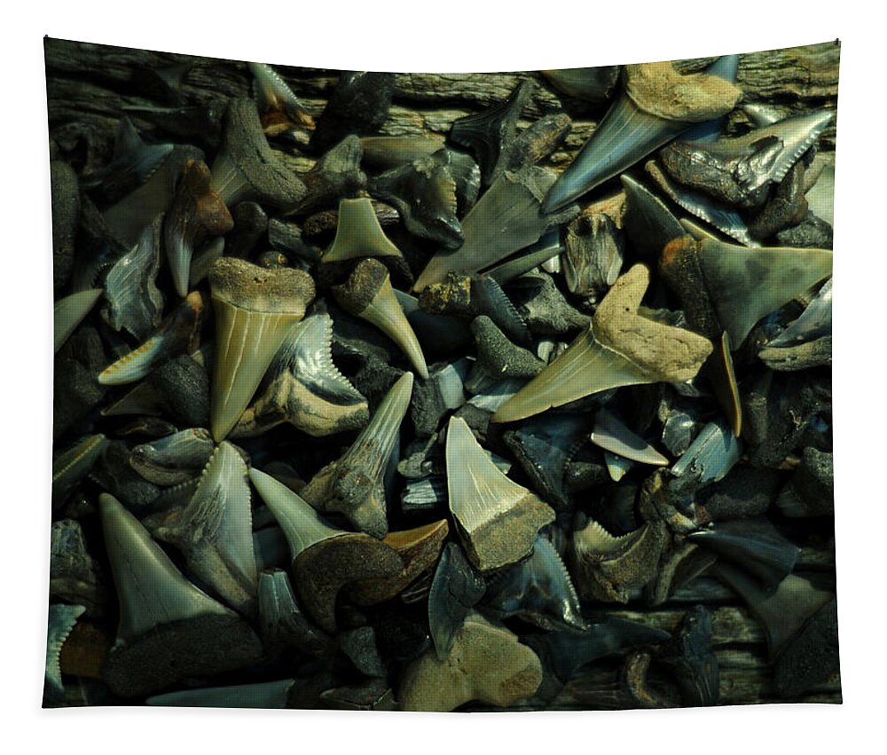 Shark Teeth Tapestry featuring the photograph Miocene Fossil Shark Tooth Assortment by Rebecca Sherman