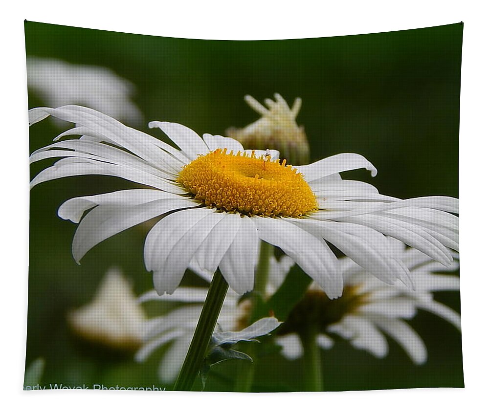 Daisy Tapestry featuring the photograph Miss Daisy by Kimberly Woyak