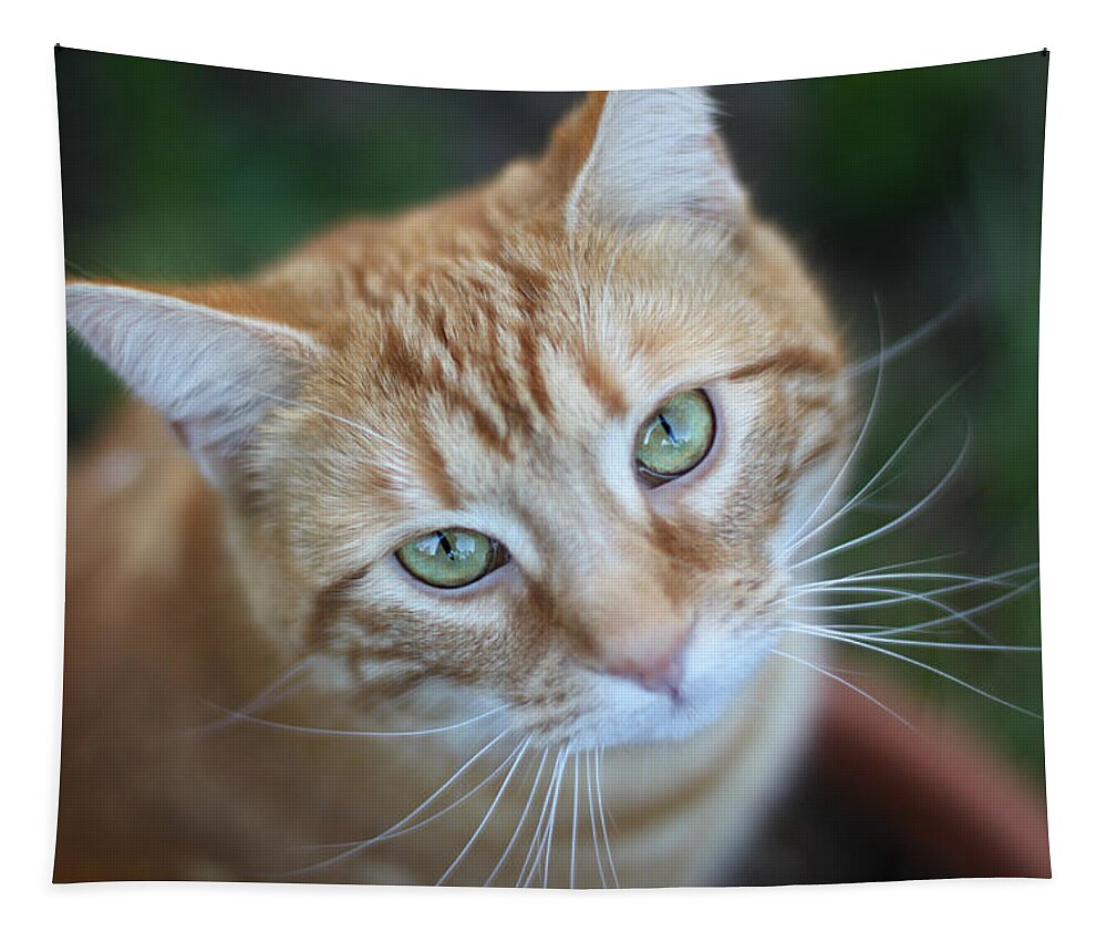 Kitten Tapestry featuring the photograph Miss Lucy McGillicuddy by Melanie Lankford Photography