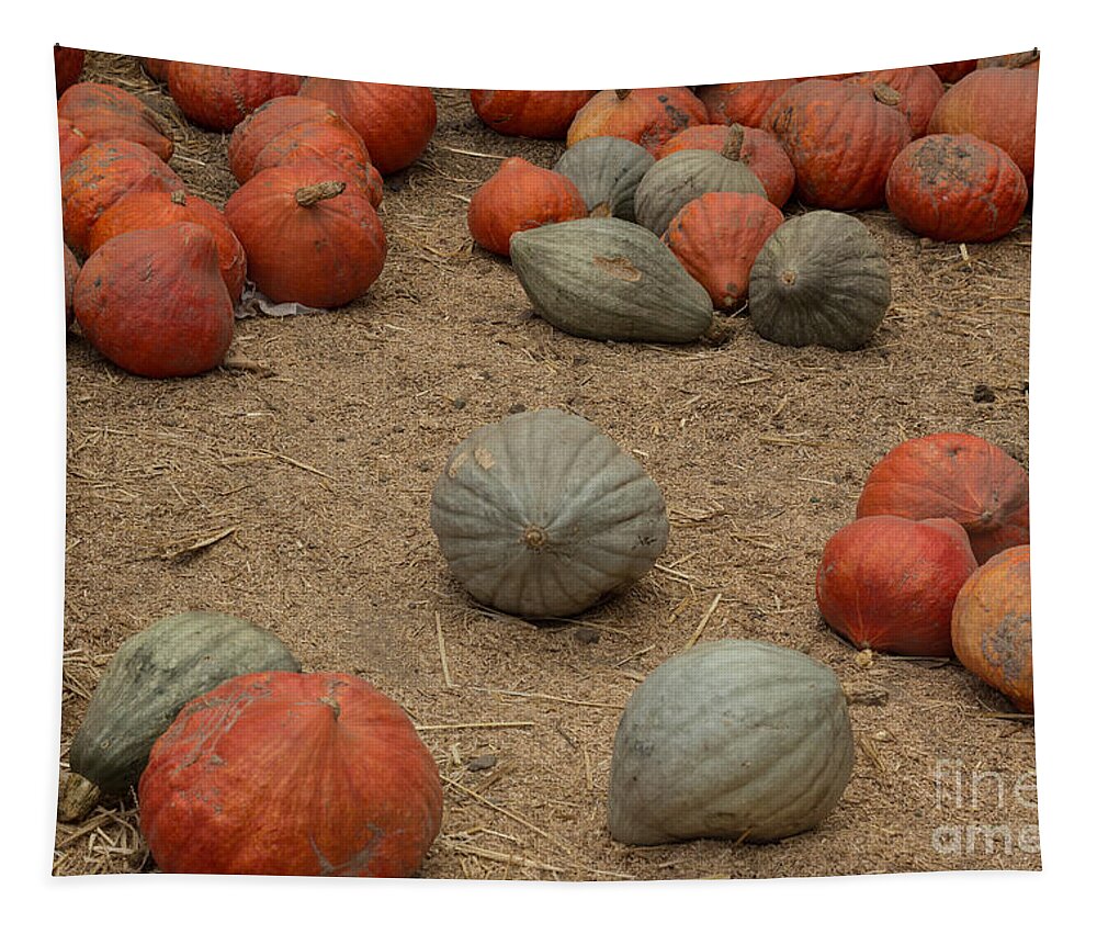 Pumpkins Tapestry featuring the photograph Mixed Pumpkins by Suzanne Luft