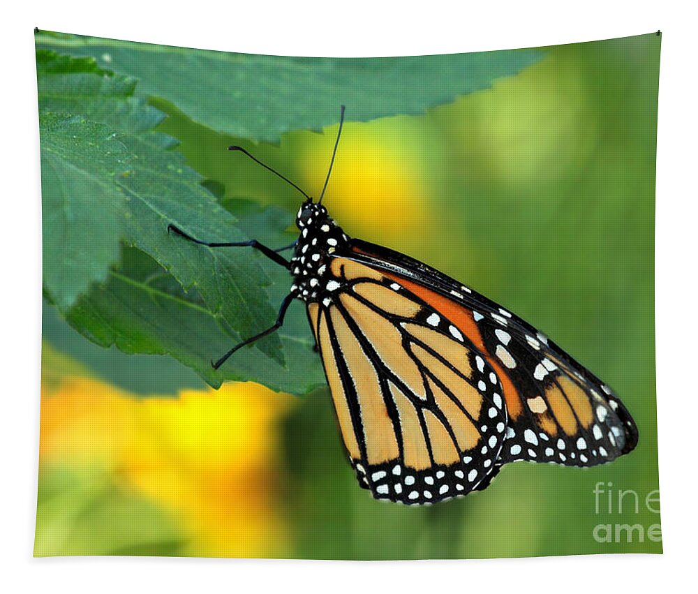 Butterfly Florida Tapestry featuring the photograph Monarch Butterfly by Meg Rousher