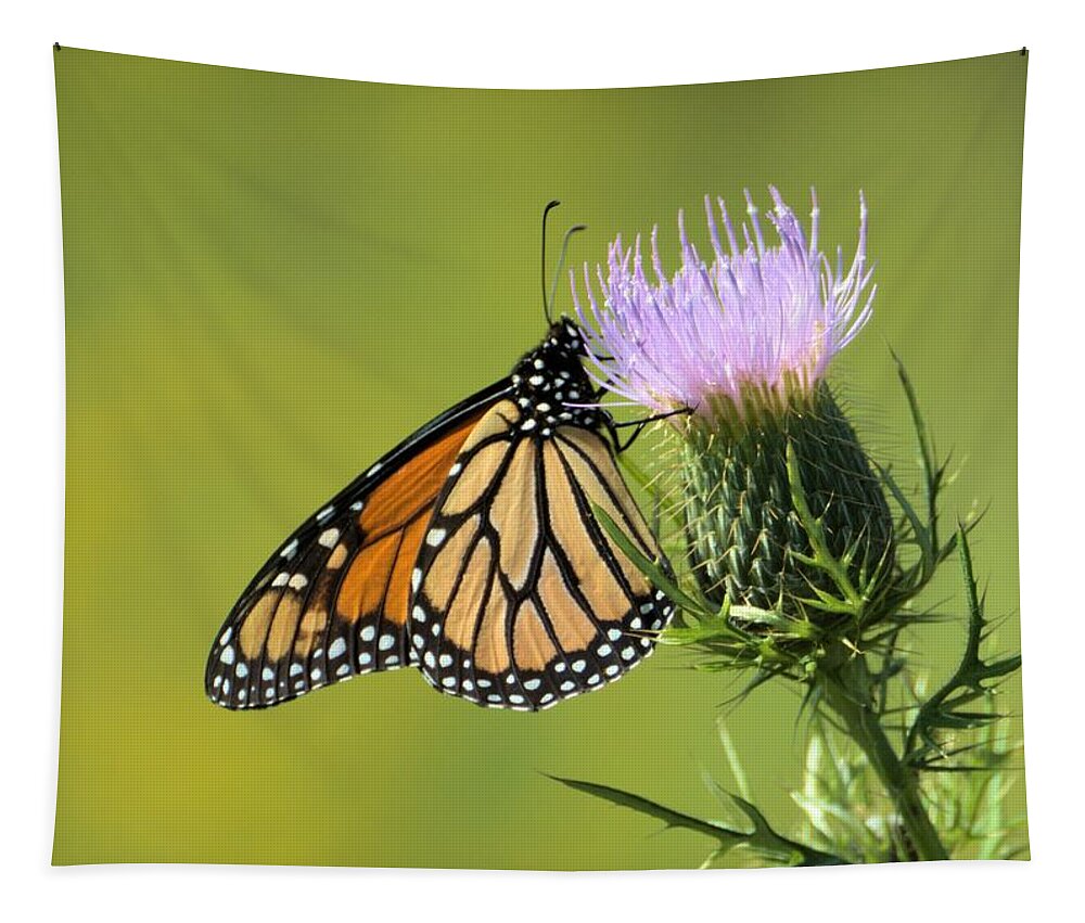 Background Tapestry featuring the photograph Monarch On Thorns by Bonfire Photography