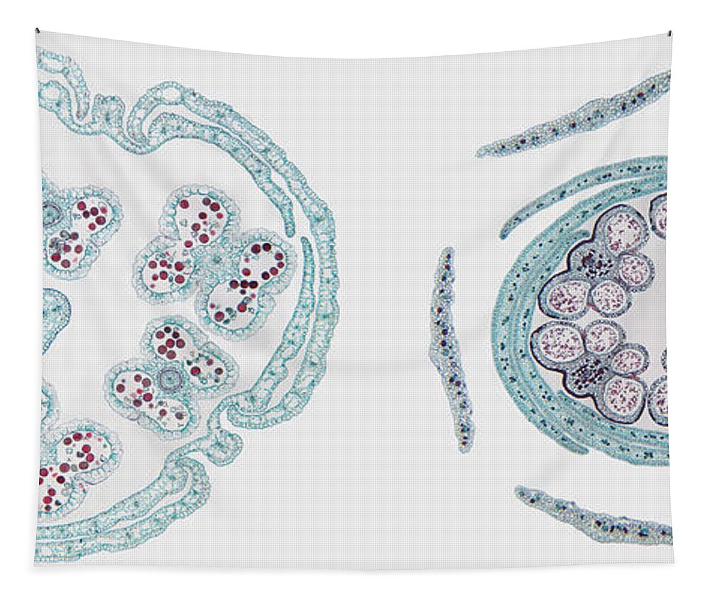 Micrograph Dicot Tapestry featuring the photograph Monocot-dicot Comparison, Lm by Garry DeLong