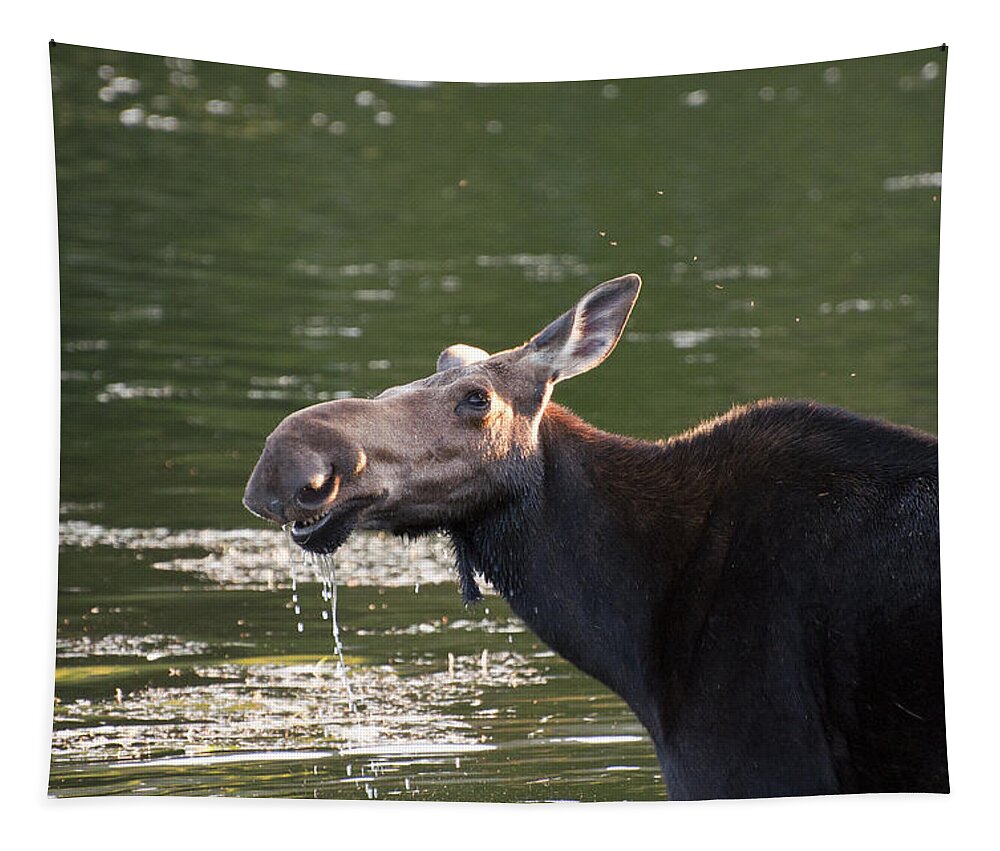 Moose Tapestry featuring the photograph Morning Bath by Glenn Gordon