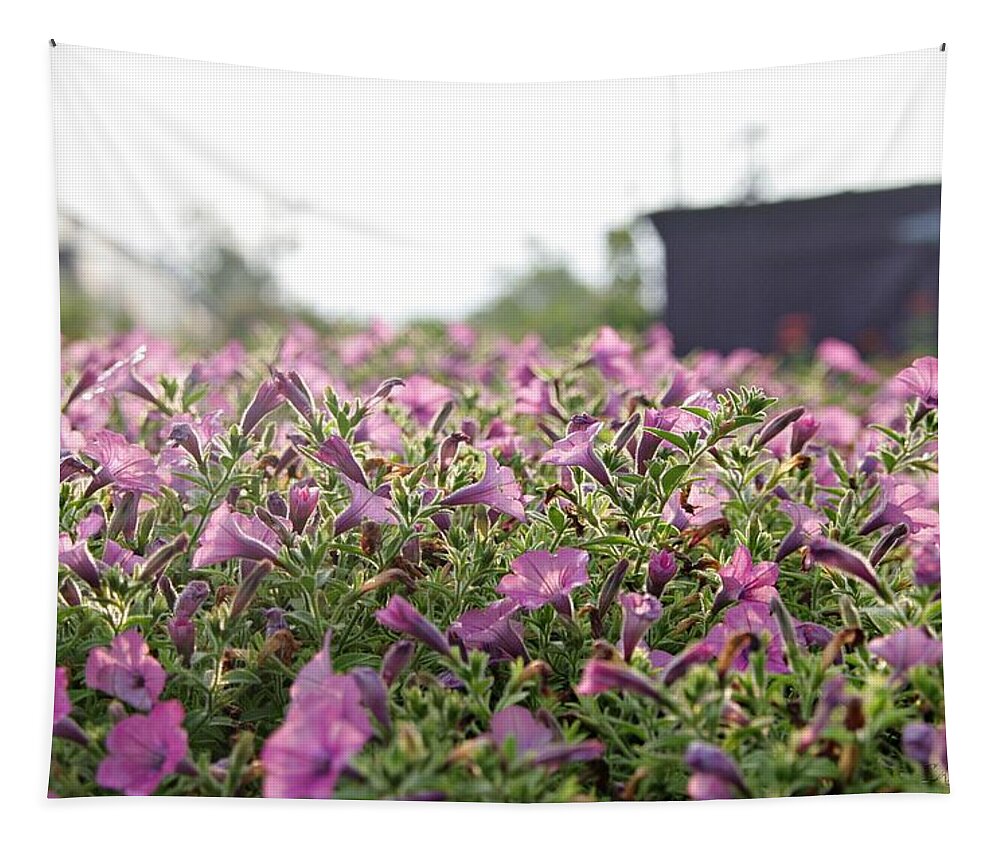 Violet Petunias Tapestry featuring the photograph Morning Bugles by Sharon Popek