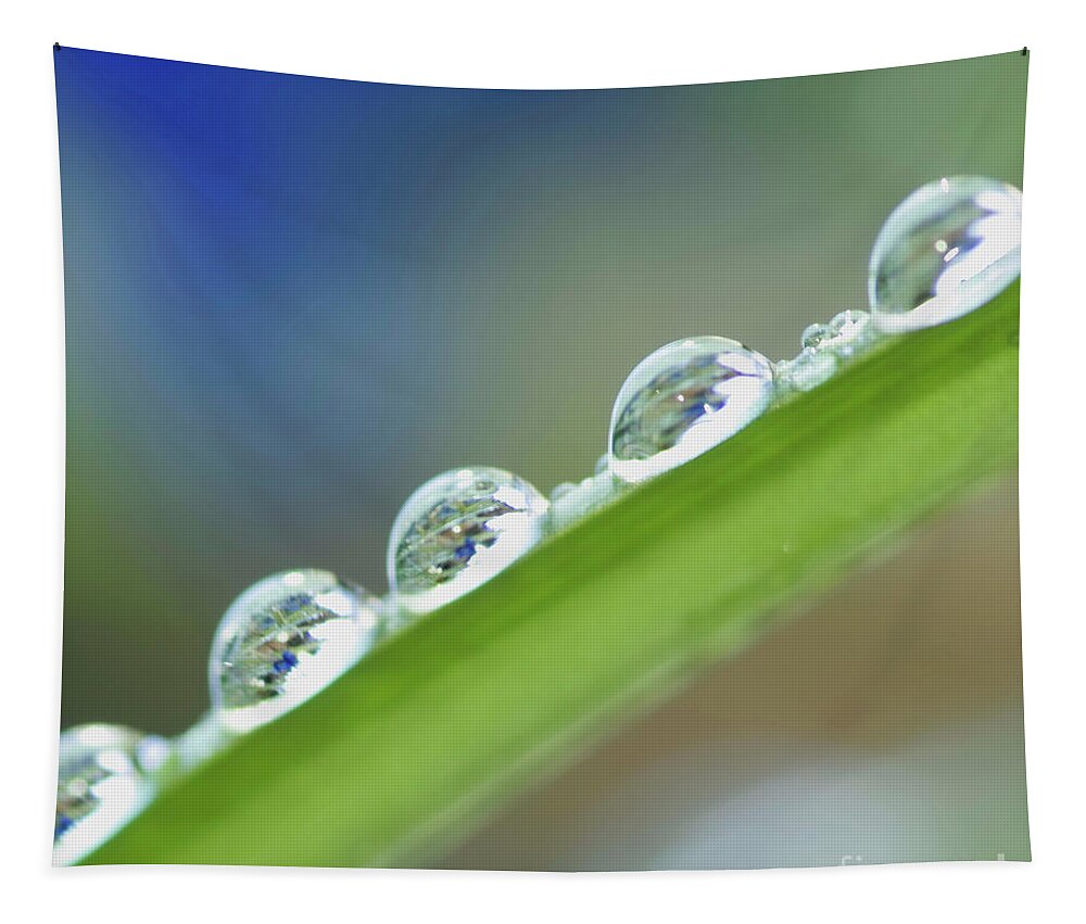Drop Tapestry featuring the photograph Morning dew drops by Heiko Koehrer-Wagner