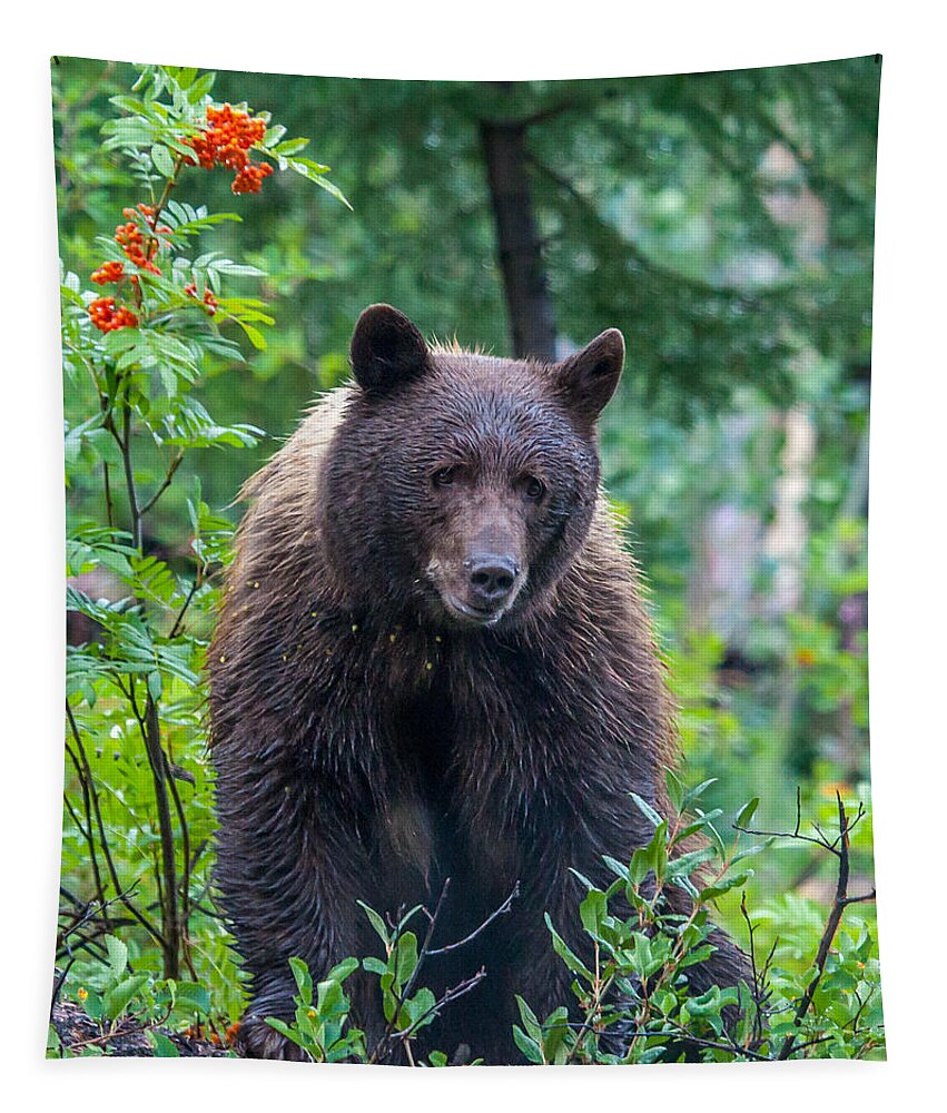 Bear Tapestry featuring the photograph Morning Shower by Kevin Dietrich