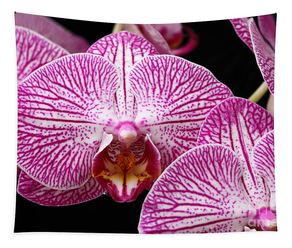 Orchids Tapestry featuring the photograph Moth Orchid Patterns by James Brunker