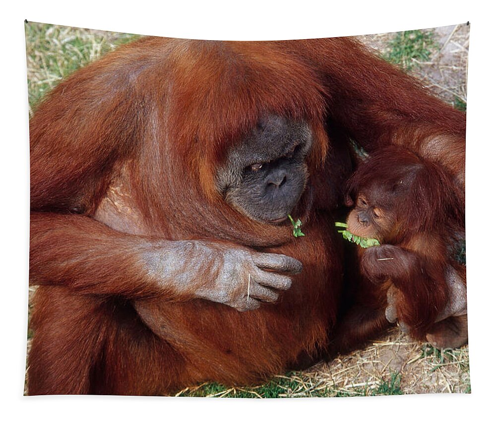Animal Tapestry featuring the photograph Mother And Baby Orangutans Nibbling by Gregory G. Dimijian, M.D.