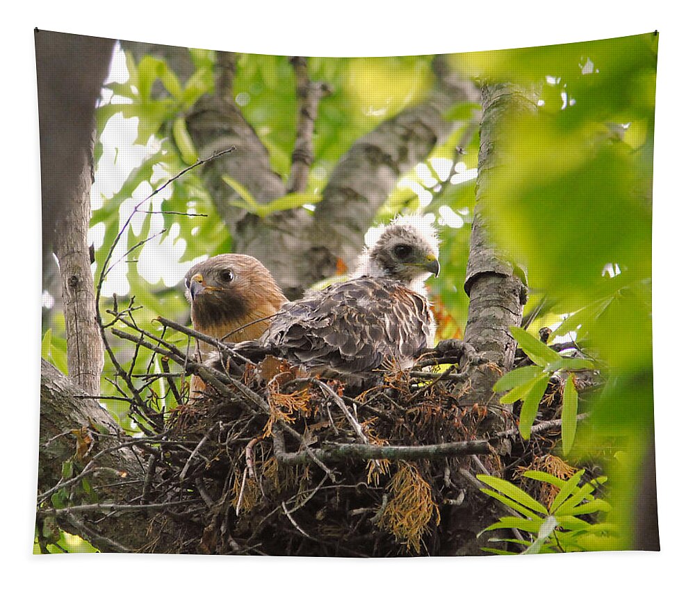Red Shouldered Hawk Tapestry featuring the photograph Mother and Baby Red Shouldered Hawk by Jai Johnson