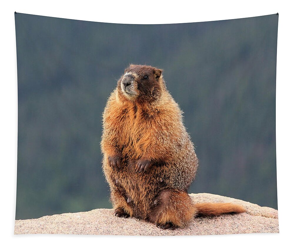 Marmot Tapestry featuring the photograph Mother Marmot by Shane Bechler