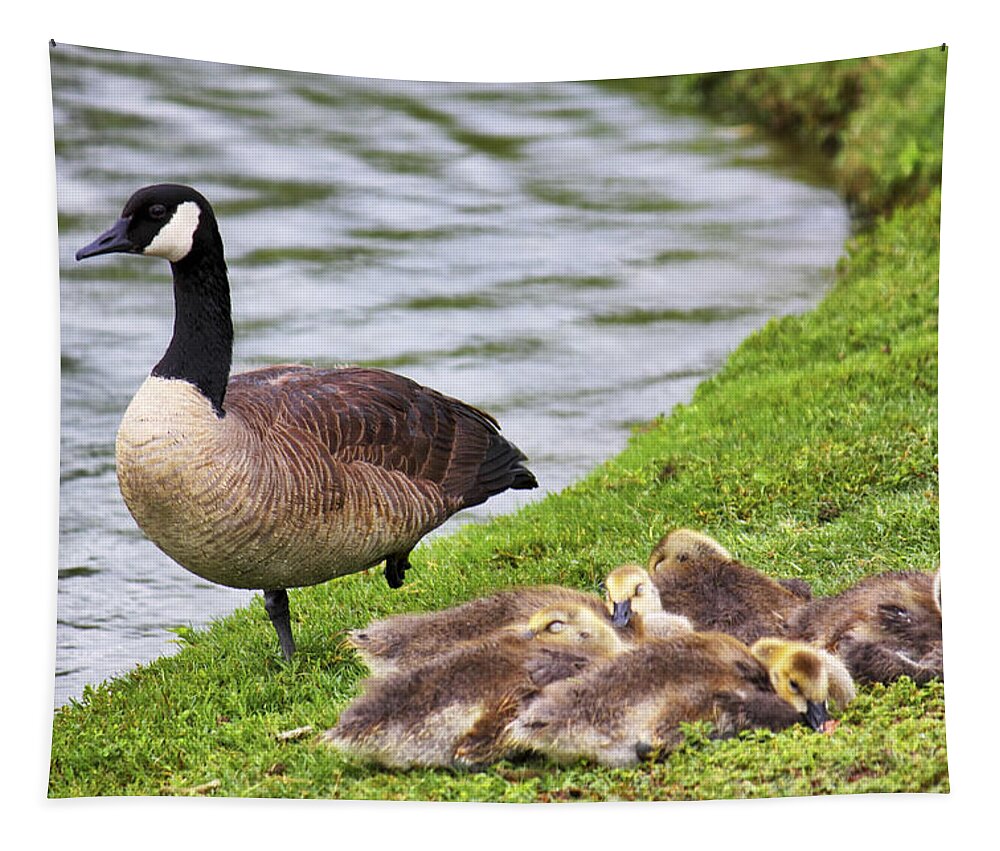 Goose Tapestry featuring the photograph Mother with Goslings by Jason Politte