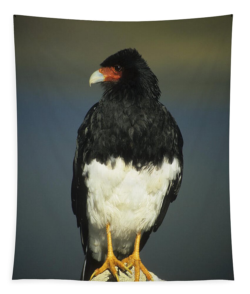 Birds Tapestry featuring the photograph Mountain caracara by James Brunker