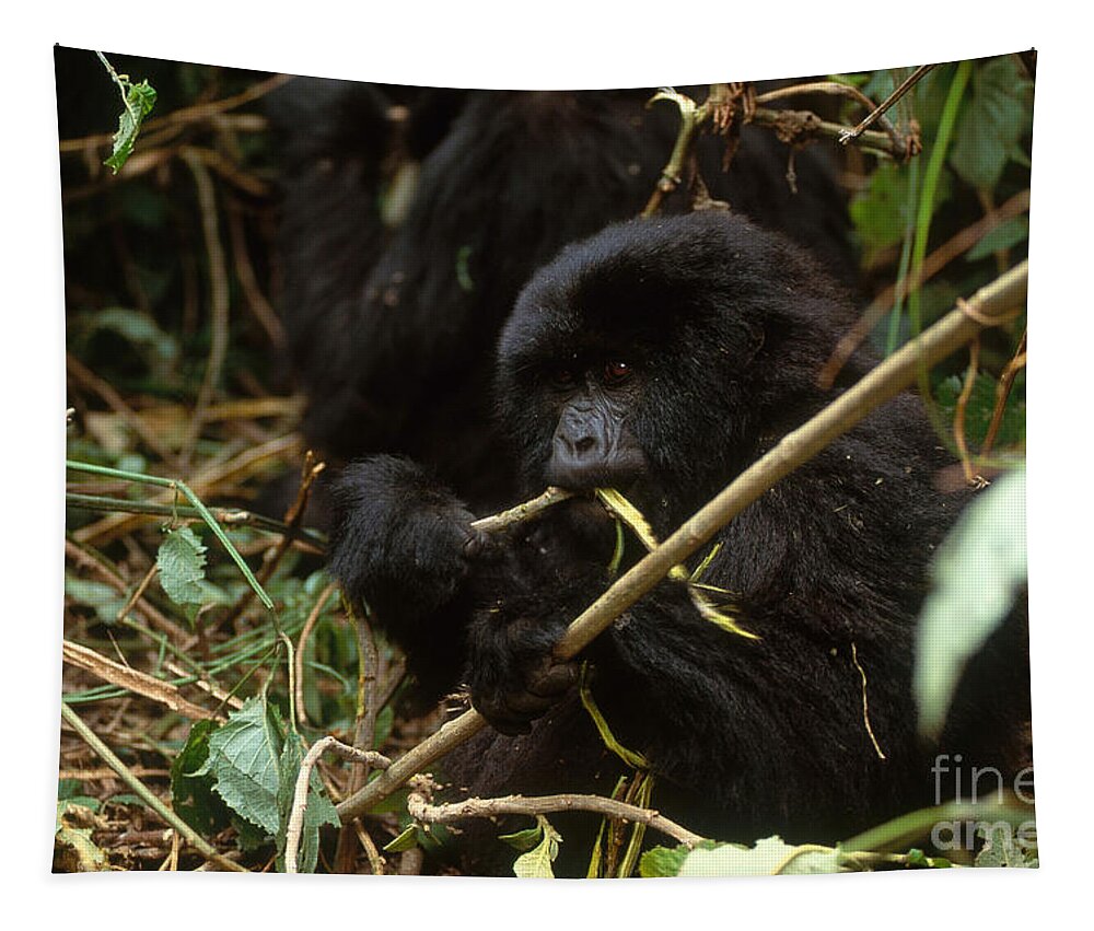 Mountain Gorilla Tapestry featuring the photograph Mountain Gorilla by Art Wolfe