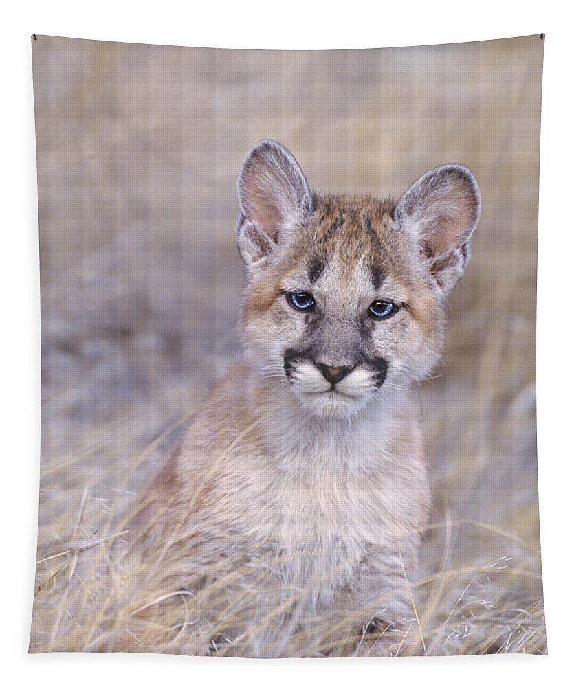 North America; Wildlife; Mammal; Moutain Lion Tapestry featuring the photograph Mountain Lion Cub in Dry Grass by Dave Welling