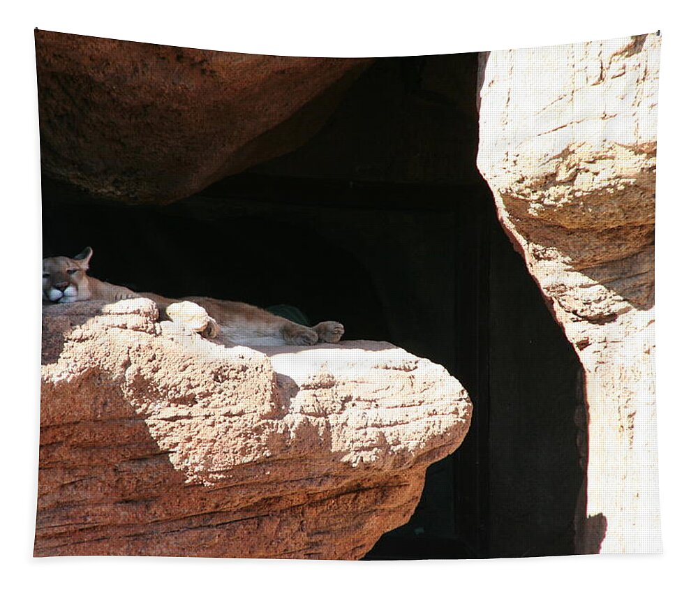 Mountain Lion Tapestry featuring the photograph Mountain Lion by David S Reynolds