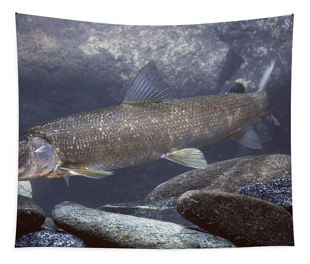Animal Tapestry featuring the photograph Mountain Whitefish by Robert J. Erwin