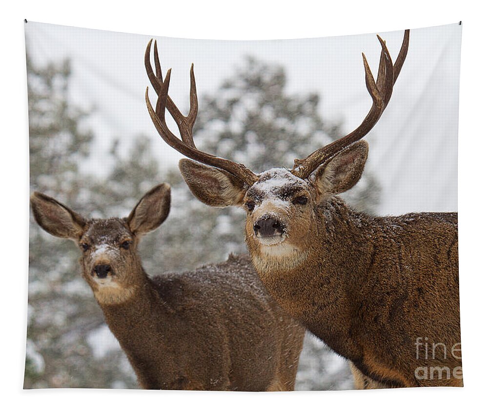 Mule Deer Tapestry featuring the photograph Mr. and Mrs. by Jim Garrison