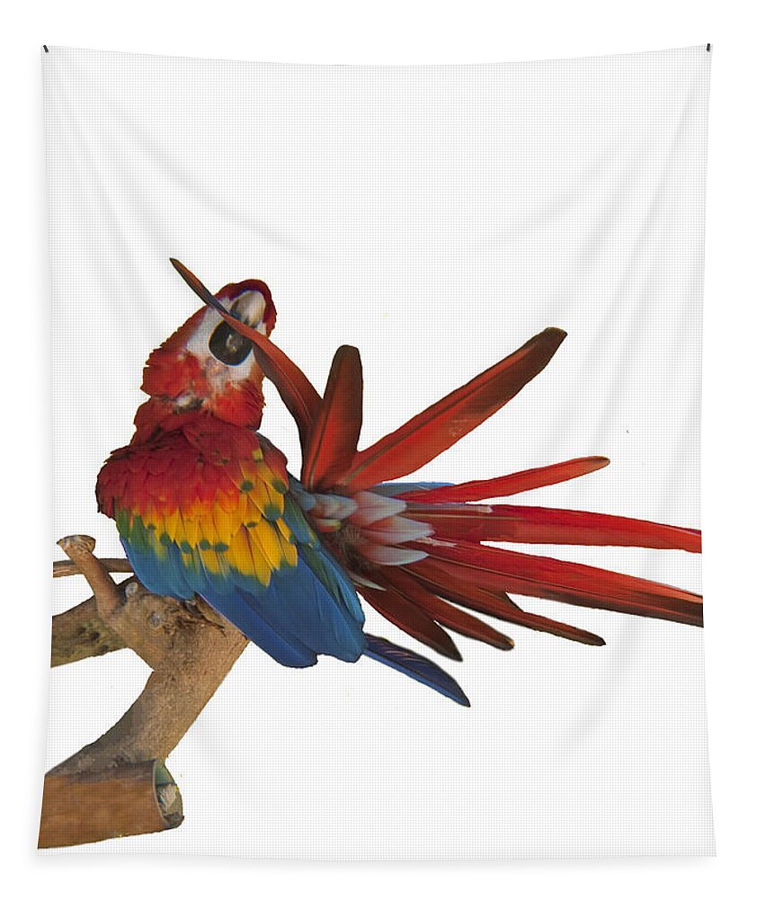 Scarlet Macaw Tapestry featuring the photograph Mr. Clean the Scarlet Macaw by Daniel Hebard
