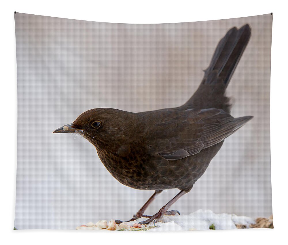 Mrs Blackbird And Peanuts Tapestry featuring the photograph Mrs Blackbird and the peanuts by Torbjorn Swenelius