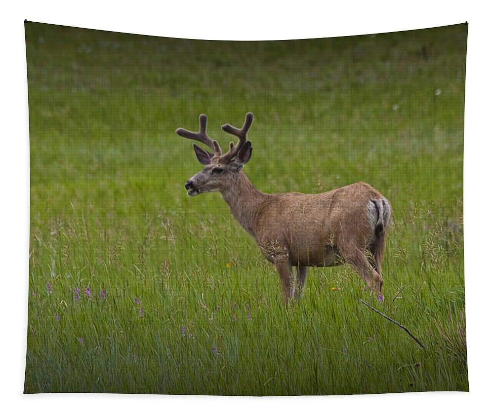 Deer Tapestry featuring the photograph Mule Deer with Velvet Antlers No. 1097 by Randall Nyhof