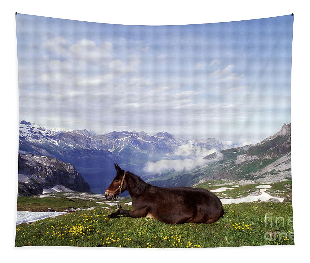 Horse Tapestry featuring the photograph Mule Lying Down In Alpine Meadow by Rolf Kopfle