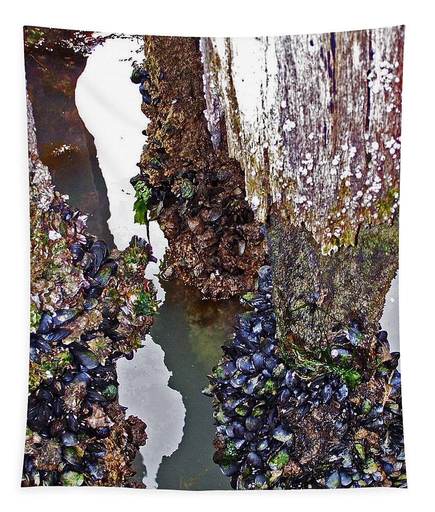 Mussels Tapestry featuring the photograph Mussels on Pier by Jennifer Robin