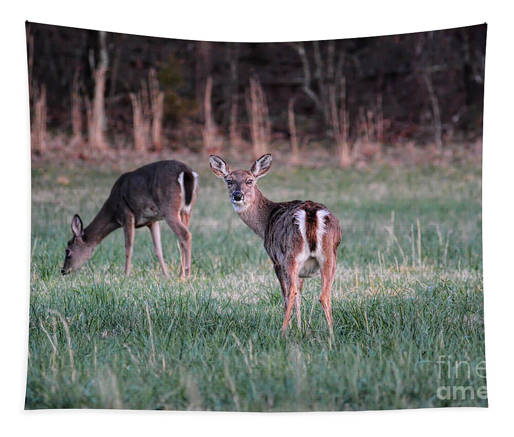 Animal Tapestry featuring the photograph My Good Side by Jai Johnson
