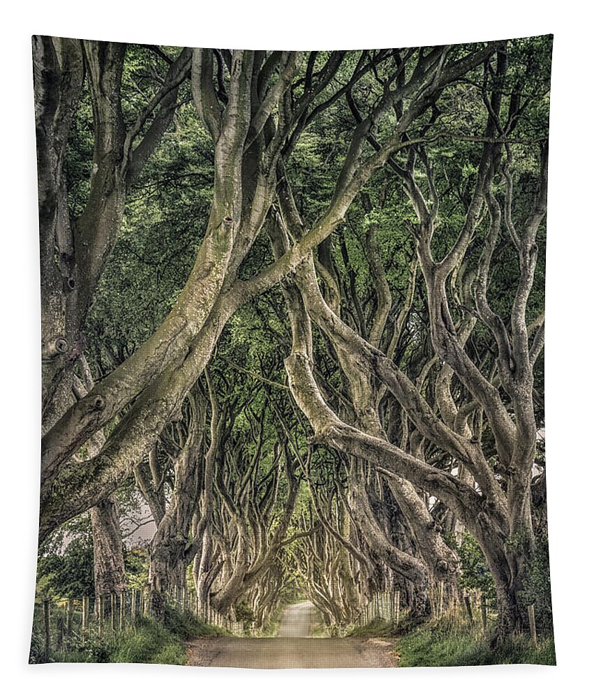 Dark Hedges; Hedges; Ireland; Northern Ireland; Britain; Road; Dark; Tree; Trees; Stick; Brunch; Leaves; Green; Passage; Way; Corridor; Tunnel; Mood; Moody; Mystic; Mystical; Mystery; Mysterious; Country; Countryside; Rural; Nature; Landscape; Kremsdorf; Evelina Kremsdorf Tapestry featuring the photograph Mysterious Ways by Evelina Kremsdorf