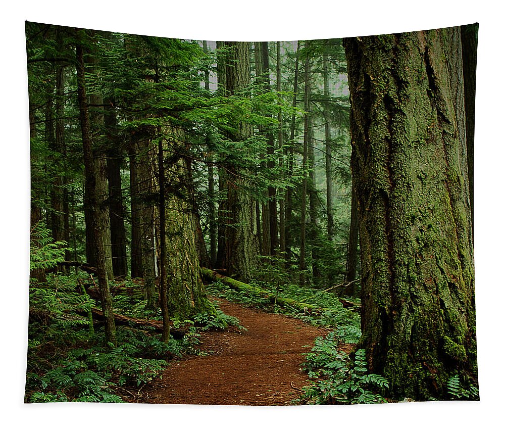 Forest Tapestry featuring the photograph Mystical Path by Randy Hall