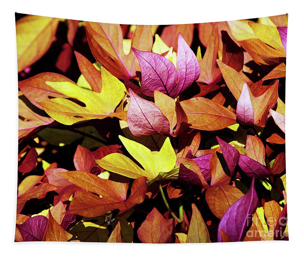 Fine Art Photography Tapestry featuring the photograph Nature's Palette by Patricia Griffin Brett