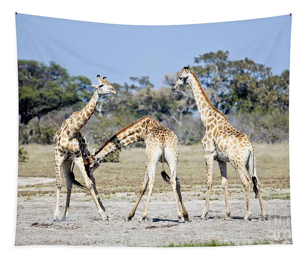 Giraffe Tapestry featuring the photograph Necking Giraffes Botswana by Liz Leyden