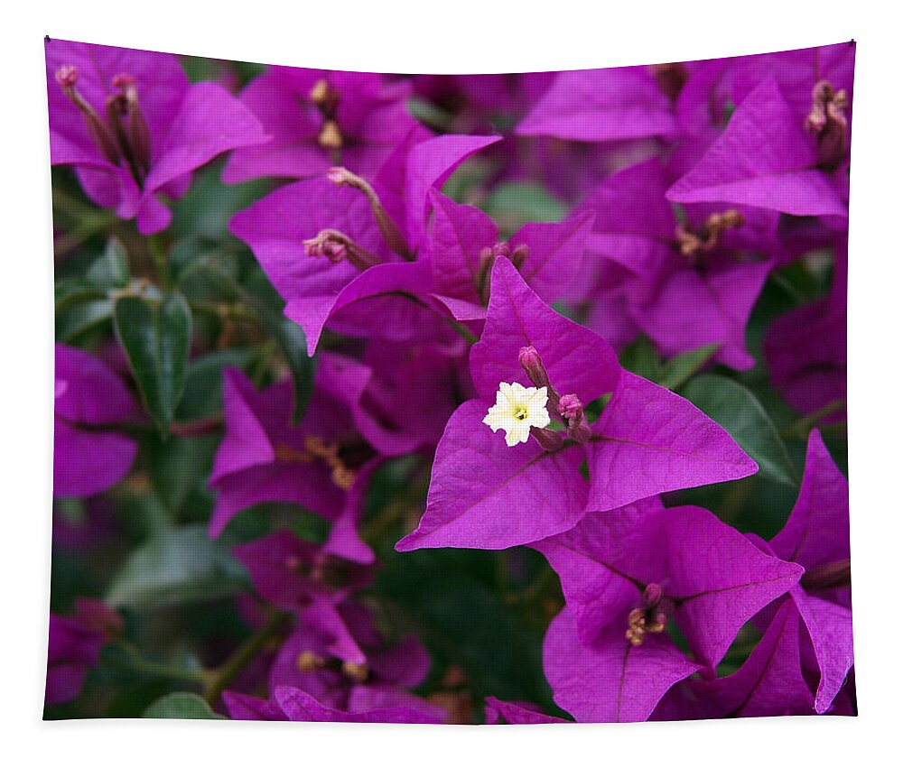 Bougainvillea Tapestry featuring the photograph New River Bougainvillea by Rona Black