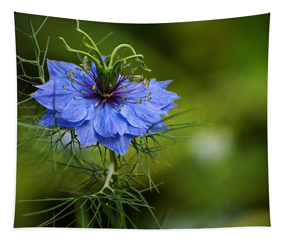 Flower Tapestry featuring the photograph Nigella Damascena by Rob Hemphill