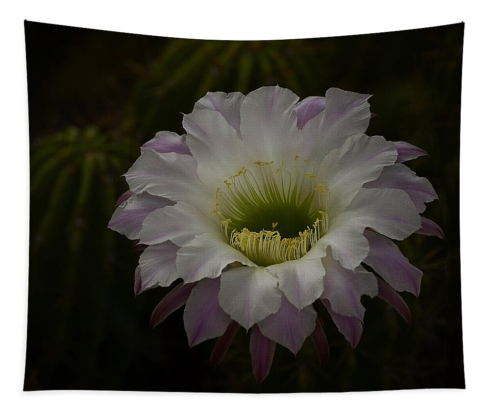 White Cactus Flower Tapestry featuring the photograph Night Blooming Cactus by Saija Lehtonen