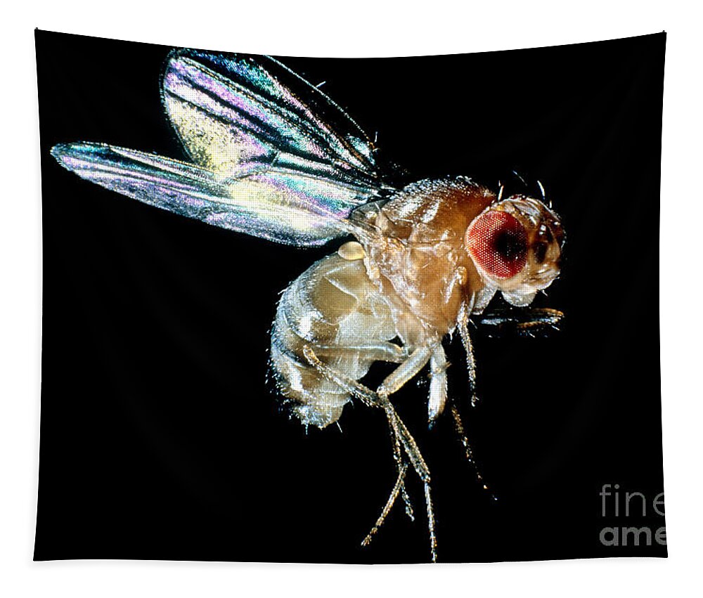 Drosophila Tapestry featuring the photograph Normal Red-eyed Fruit Fly by Darwin Dale