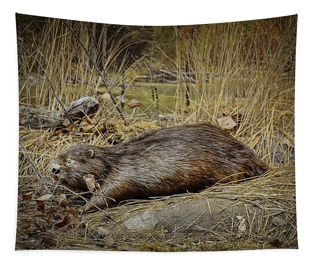 Animals Tapestry featuring the photograph North American Beaver by LeeAnn McLaneGoetz McLaneGoetzStudioLLCcom