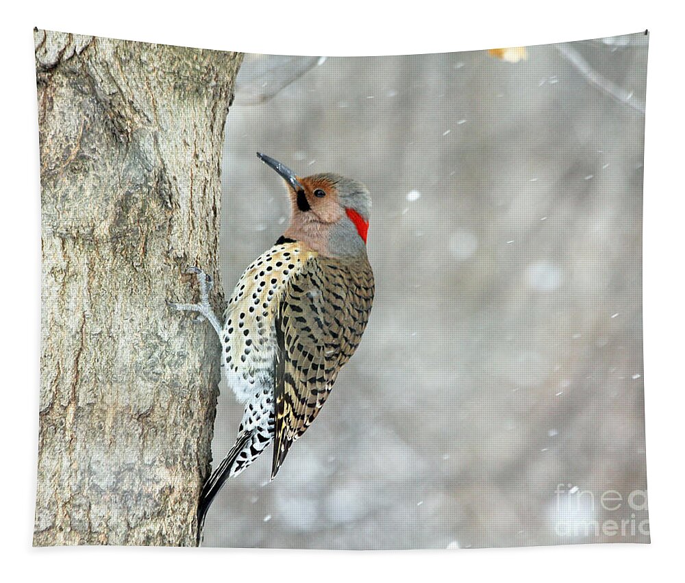 Birds Tapestry featuring the photograph Northern Flicker Woodpecker by Jack Schultz