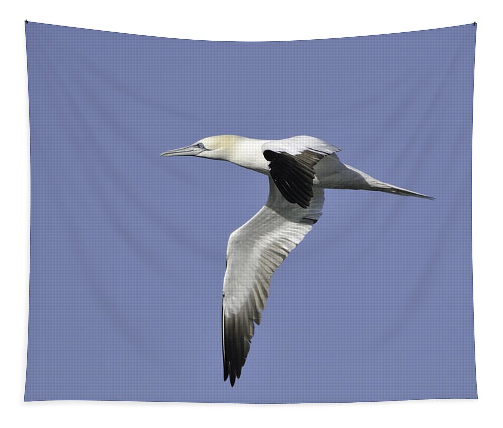 Gannet Tapestry featuring the photograph Northern Gannet in flight by Bradford Martin