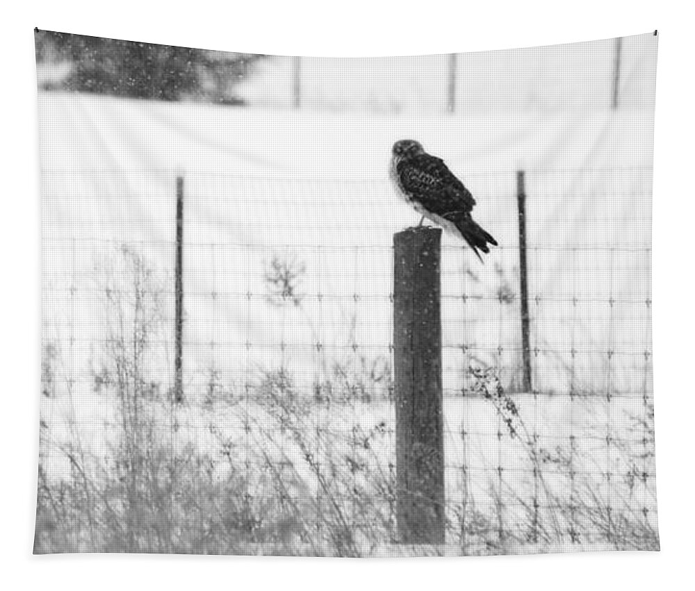 Bloomfield Tapestry featuring the photograph Northern Harrier by Tracy Winter