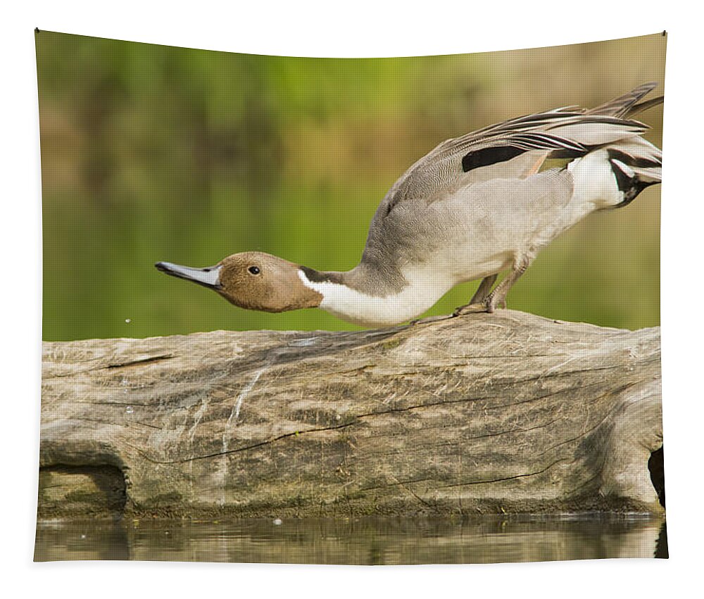 Anas-platyrhynchos Tapestry featuring the photograph Northern Pintail by Mircea Costina Photography