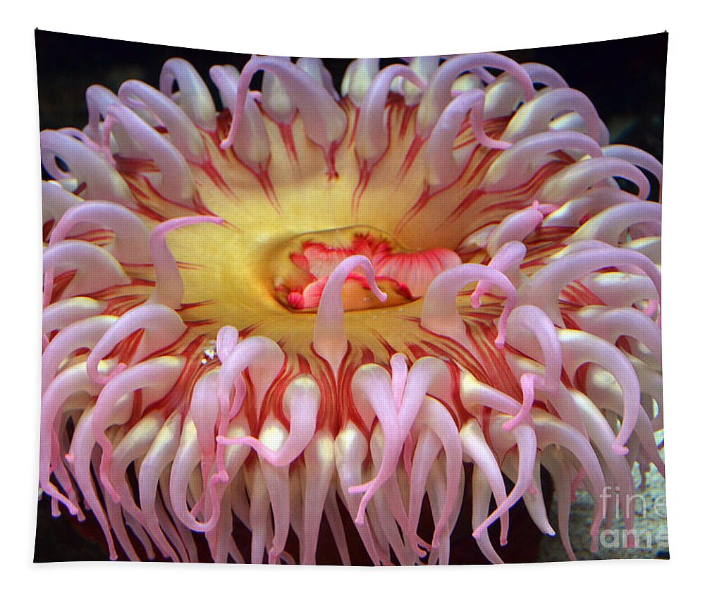 Northern Red Anemone Tapestry featuring the photograph Northern Red Anemone by Robert Meanor