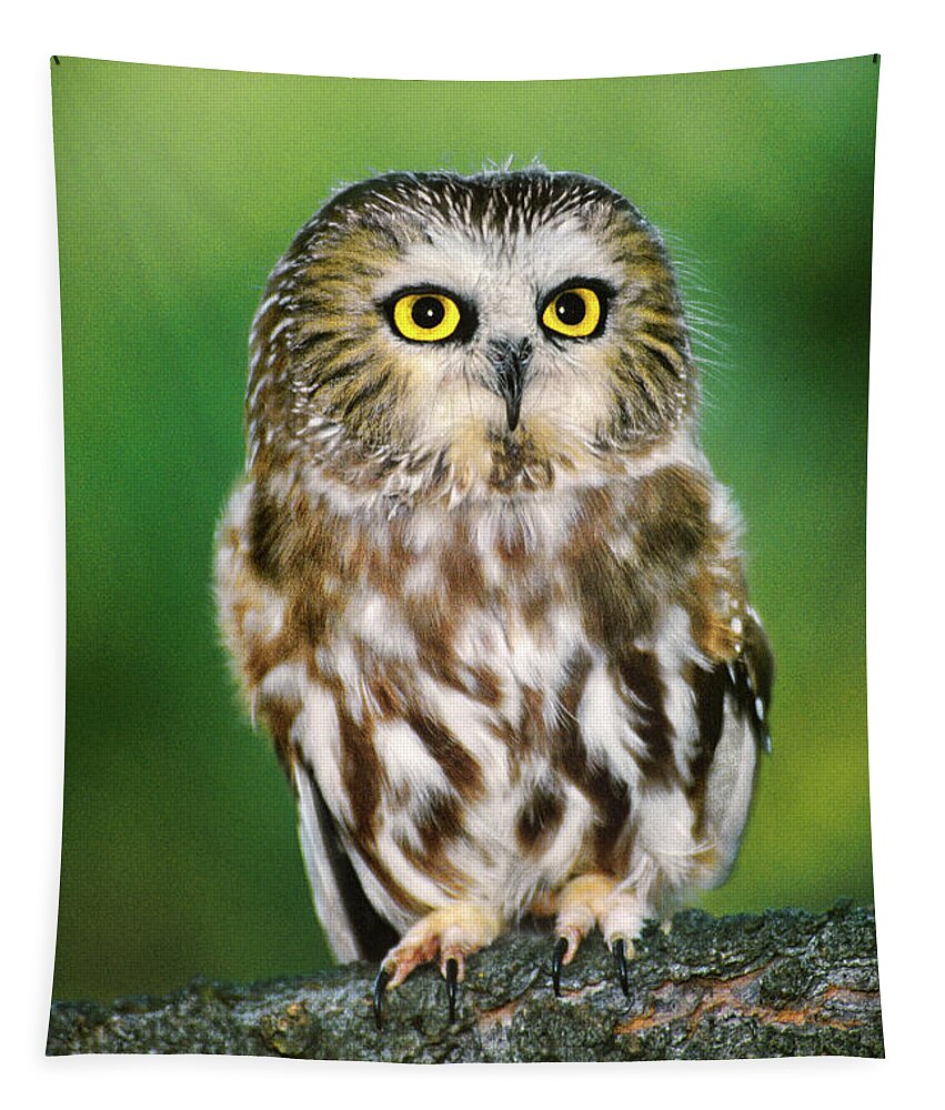 Dave Welling Tapestry featuring the photograph Northern Saw-whet Owl Aegolius Acadicus Wildlife Rescue by Dave Welling