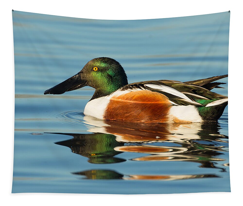 Northern Shoveler Tapestry featuring the photograph Northern Shoveler Reflections by Kathleen Bishop