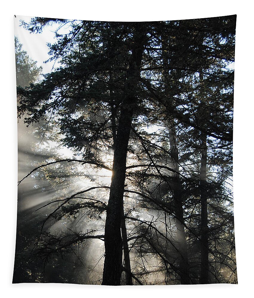 Landscape Tapestry featuring the photograph Northwoods Morning by Vallee Johnson