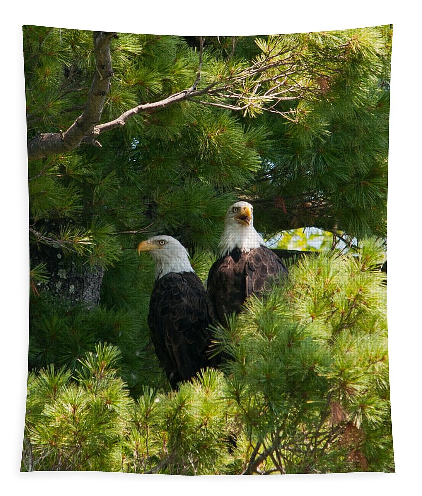 Bald Eagle Tapestry featuring the photograph Not Listening by Brenda Jacobs