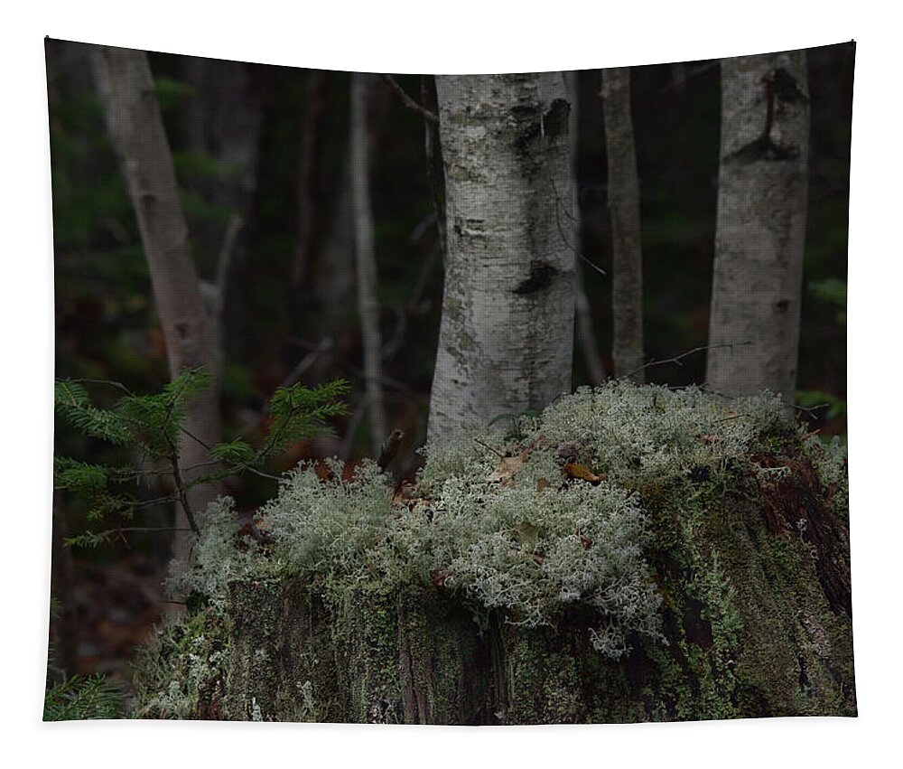 Forest Tapestry featuring the photograph November Woods by Sue Capuano
