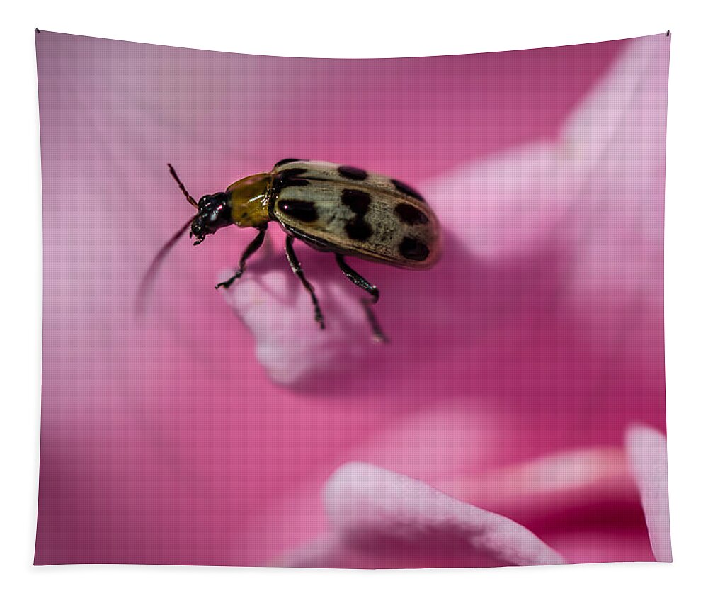 Bug Tapestry featuring the photograph Nowhere To Go by Linda Villers
