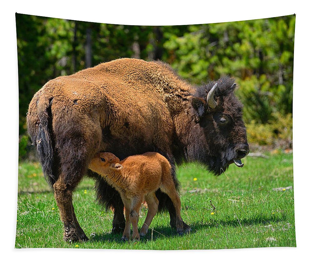 Bison Tapestry featuring the photograph Nursing Newborn by Greg Norrell