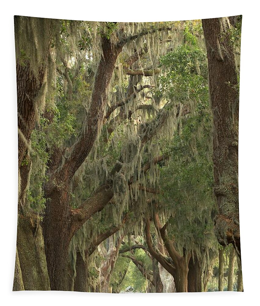 Avenue Of The Oaks Tapestry featuring the photograph Oaks Of Georgia by Adam Jewell